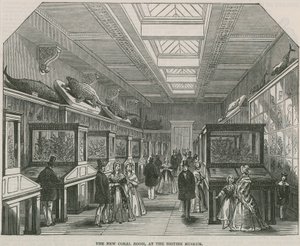 Az új korallszoba a British Museumban alkotó: English School