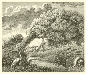 A tölgy és a nád (metszet) alkotó: English School