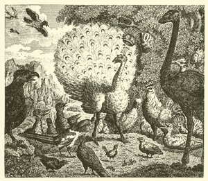 Der Pfau und die Elster