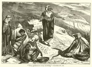 "Minden reggel összeszedték", Exodus, xvi, 21 (metszet) alkotó: English School