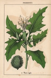 Tövis alma fehér virágokkal és tüskés gyümölcsökkel.   , "The Instructive Picturebook, or Lessons from the Vegetable World", [Charlotte Mary Yonge], Edinburgh alkotó: English School
