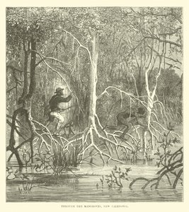 A Mangrove-on keresztül, Új-Kaledónia alkotó: English School