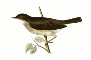 Thrush Nightingale, Charles Robert Bree (1811-86) 1867-ben megjelent „A British-szigeteken nem megfigyelt európai madarak története” című illusztrációja