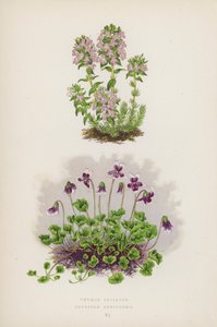 Thymus Striatus; Erpetion Reniforme (színes litográfia) alkotó: English School