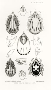 Ticks from Somali-Land, illusztráció a The Hope Reportsból, 2. évf. II, 1897-1900., szerkesztette: Edward B. Poulton, Oxford, 1901 alkotó: English School