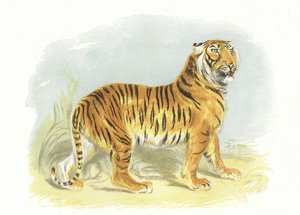 Tigris