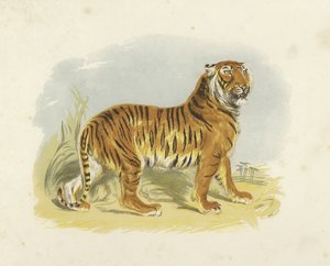 Tigris