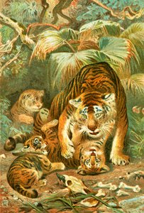 Tigris és kölykök