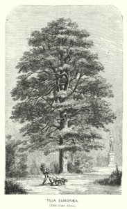 Tilia Europaea, A hársfa (metszet) alkotó: English School