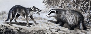 Tooth and Claw: Animals in Combat alkotó: English School
