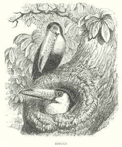 Toucan (metszet) alkotó: English School