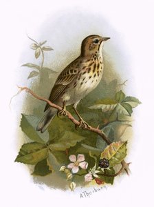 Fa Pipit