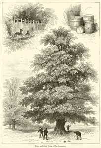 Fák és felhasználásuk, A gesztenye (metszet) alkotó: English School