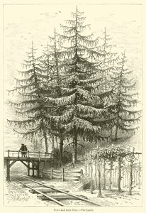 Fák és felhasználásuk, A vörösfenyő (metszet) alkotó: English School