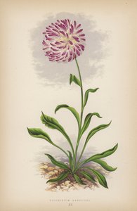 Trichinium Manglesii (színes litho) alkotó: English School