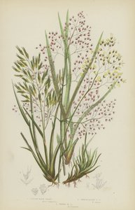 Fűzfű, Sima alpesi hajfüvek, Hullámos hajfüvek (színes lithó) alkotó: English School