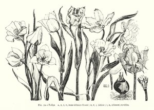 tulipánok; ugyanaz a bíbor virág; sárga; karmazsinvörös; fehér (metszet) alkotó: English School