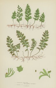 Tunbridge Filmy-Fern, Wilson Filmy-Fern (színes litó) alkotó: English School