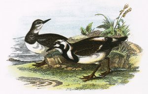 Turnstone alkotó: English School