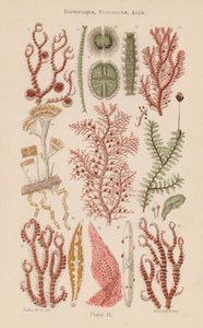 Mikroszkóp alatt: Desmidiaceae, Diatomaceae, Alga (színes litho) alkotó: English School