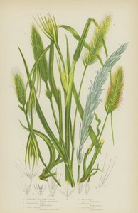 Álló tengeri Lyme fű, függő tengeri Lyme fű, faárpa, mezei árpa, fali árpa, tengeri árpa (színes litho) alkotó: English School