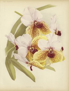 Vanda sanderiana alkotó: English School