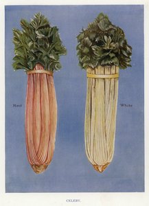Útmutató zöldségtermesztőknek: Zeller (színes litho) alkotó: English School
