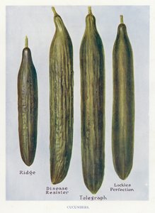 Útmutató zöldségtermesztőknek: Uborka (színes litho) alkotó: English School