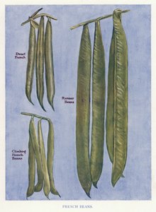 Útmutató zöldségtermesztőknek: Franciabab (színes litho) alkotó: English School