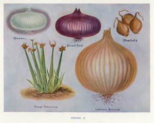 Zöldségtermesztői útmutató: Hagyma (színes litográfia) alkotó: English School