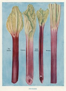 Útmutató zöldségtermesztőknek: Rebarbara (színes litho) alkotó: English School