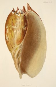 Veluta Georgina, a The Mollusca and Radiata pubból. 1833 (kézzel színezett metszet) alkotó: English School