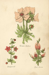 Vervain Mallow, Pimpernel, Rest Arrow (színes litográfia) alkotó: English School