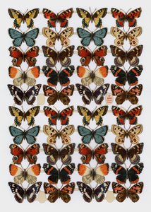 Viktoriánus törmelék (chromolitho) alkotó: English School