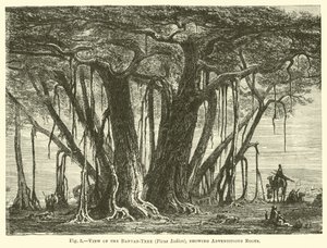 Kilátás a Banyan-tree-re (Ficus Indica), amely a járulékos gyökereket mutatja alkotó: English School