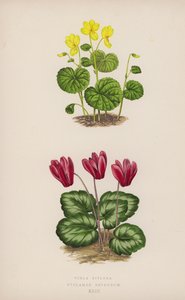 Viola Biflora; Cyclamen Repandum (színes lito) alkotó: English School