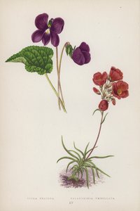 Viola Obliqua; Calandrinia Umbellata (színes litho) alkotó: English School