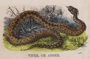 Viper vagy adder alkotó: English School
