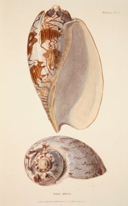 Voluta Miltonis, pub. 1833-as kézzel színezett metszet. alkotó: English School
