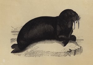 Walrus (színes litográfia) alkotó: English School