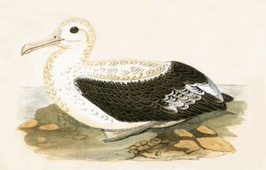 Vándor albatrosz, illusztráció Charles Robert Bree (1811-86) „A Brit-szigeteken nem megfigyelt európai madarak története” című művéből, 1867.