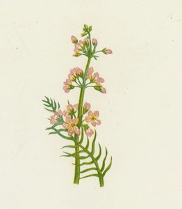 Vízi ibolya, Hottonia Palustris alkotó: English School