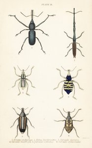 Zsizsik: Brentus ancharago 1, Rhina barbirostris 2, Curculio cuviera 3, Eupholus geoffroyi 4, Larinus medve 5 és Curculio sphacelatus 6 alkotó: English School