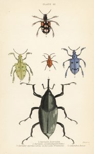 Zsizsik és bogarak: Curculio latreillii 1, Curculio sexdecempunctatus 2, Trichaptus mutillarius 3, Pissodes castaneus 4 és Calandra heros 5 alkotó: English School
