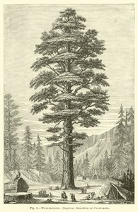 Wellingtonia (Sequoia) Gigantea, Kalifornia alkotó: English School