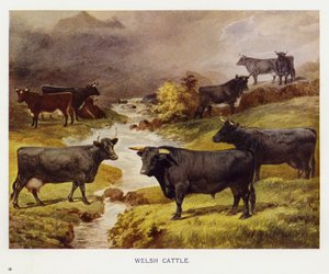 walesi szarvasmarha (színes litho) alkotó: English School