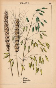 Búza, szakállas búza és zab.  , a "The Instructive Picturebook, or Lessons from the Vegetable World", [Charlotte Mary Yonge], Edinburgh alkotó: English School