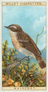 Whinchat alkotó: English School