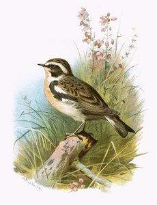 Whinchat