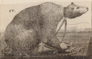White Bear kiállítva Mr Bodysban, Mulberry Gardenben alkotó: English School